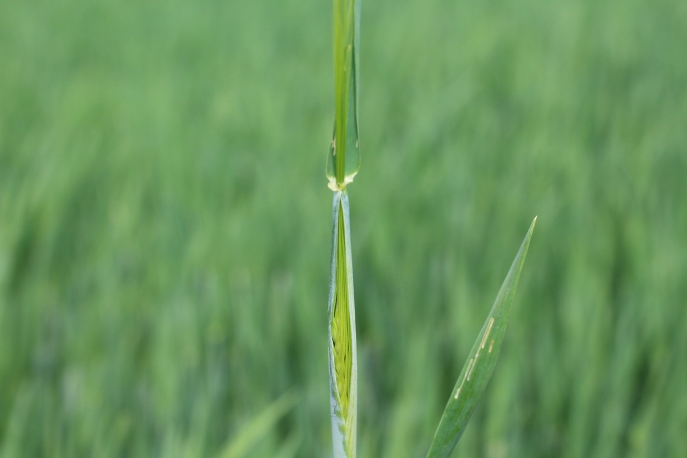 Kép1-hasban.jpg